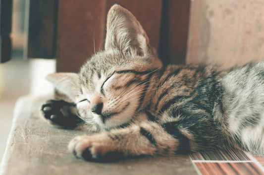 8 Essential Cat Training Tricks Your Kitty Can Actually Learn - PURRVANA